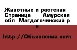  Животные и растения - Страница 24 . Амурская обл.,Магдагачинский р-н